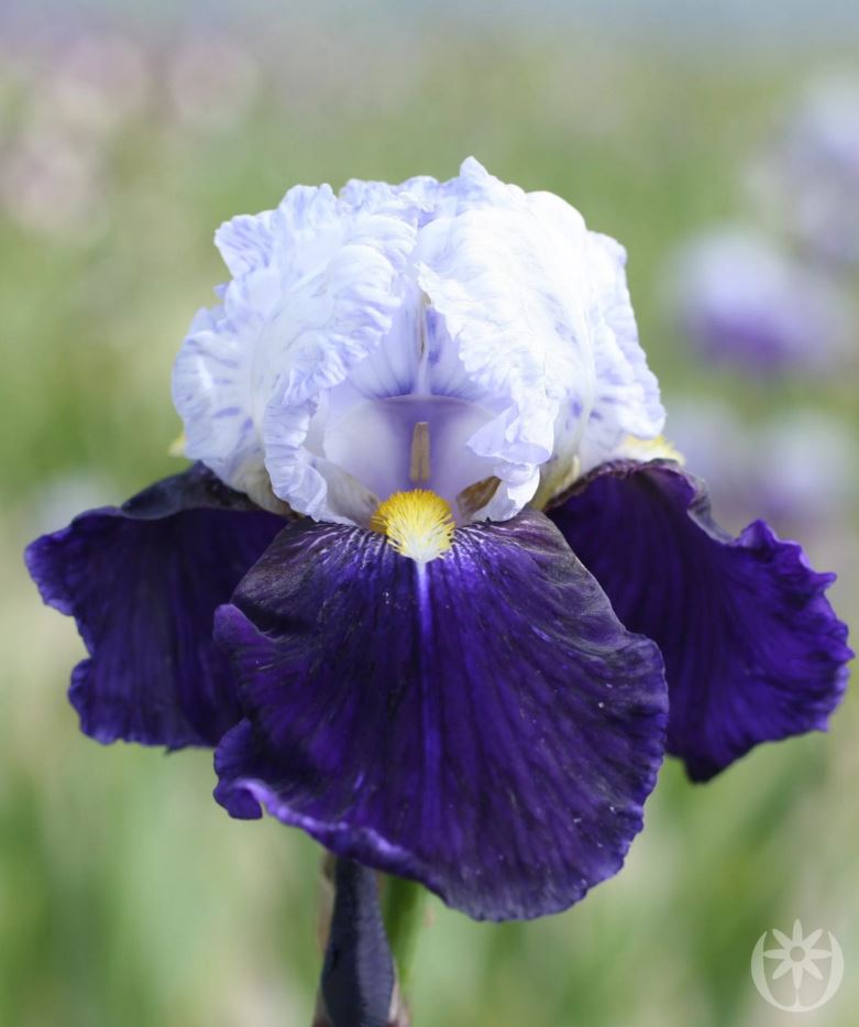 Iris germanica 'Night Edition'